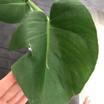 ÇiçekSepeti Siparişimde Yaşadığım Sorunlar