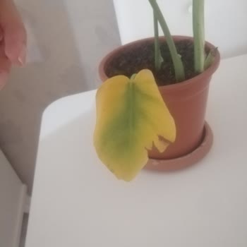 ÇiçekSepeti Siparişimde Yaşadığım Sorunlar