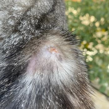 Fatih Hayvan Hastanesi Klinikteki Veterinerlerin Bilgisizliği Ve Teşhis Koyamamaları