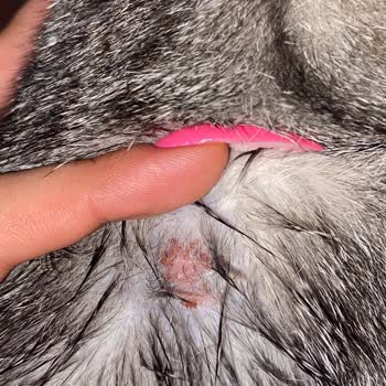 Fatih Hayvan Hastanesi Klinikteki Veterinerlerin Bilgisizliği Ve Teşhis Koyamamaları