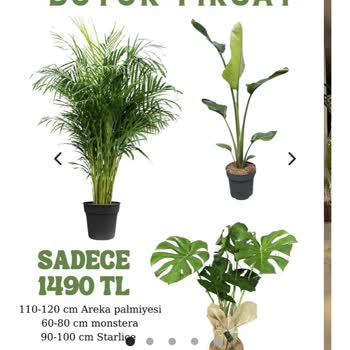 Cool Concept Flower Görselden Farklı Ürün Gelmesi