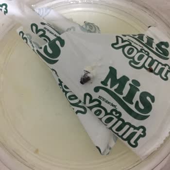 Şok Marketler'den Alınan Mis Marka Yoğurtun İçinden Sinek Çıktı