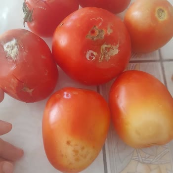 A101 Çürük Ürün Gönderdi