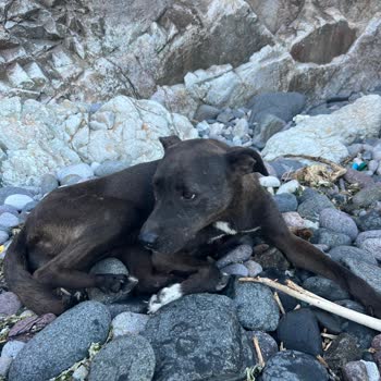 Şile Belediyesi Tedavi İçin Teslim Ettiğimiz Köpeğin Akıbeti