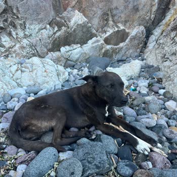 Şile Belediyesi Tedavi İçin Teslim Ettiğimiz Köpeğin Akıbeti
