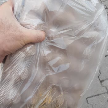 Şok Marketler Şok Markette Poşet Olmamasından Dolayı Yaşanan Mağduriyet