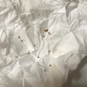 Arifoğlu Kaş Kirpik Serumu