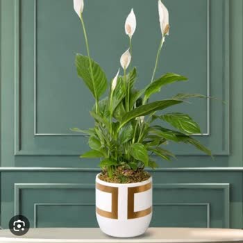 Çiçek Sepeti Solmuş, Kendini Salmış, Hatta Ölmüş Çiçek Gönderiyor!