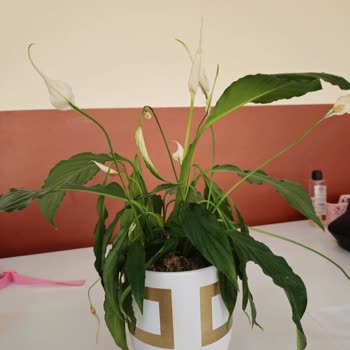 Çiçek Sepeti Solmuş, Kendini Salmış, Hatta Ölmüş Çiçek Gönderiyor!