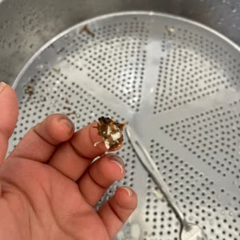 Milupa Süte Siyah Topaklanma