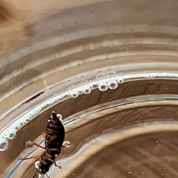 Royal Canin Mama Böcek Ve Kurt...