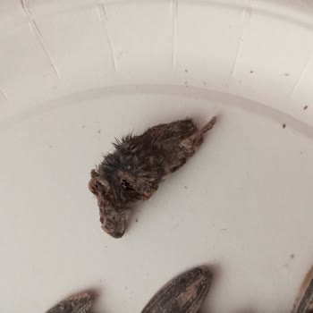 Çerezya Çekirdeğin İçinden Fare Çıktı