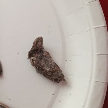 Çerezya Çekirdeğin İçinden Fare Çıktı