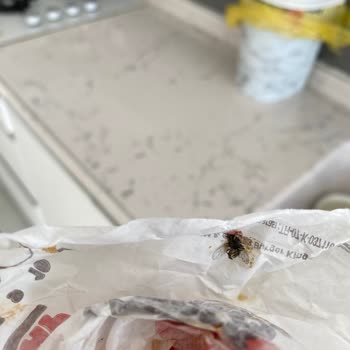 Dead Flies Found in My Burger King Order – Never Ordering Again!