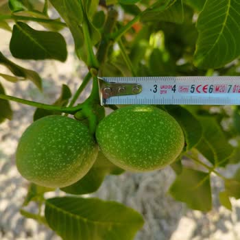 Emre Fidancılık Yanlış Ceviz Fidanı Gönderiyor