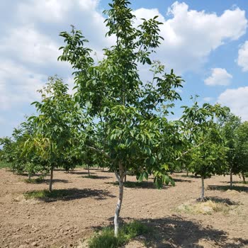 Emre Fidancılık Yanlış Ceviz Fidanı Gönderiyor