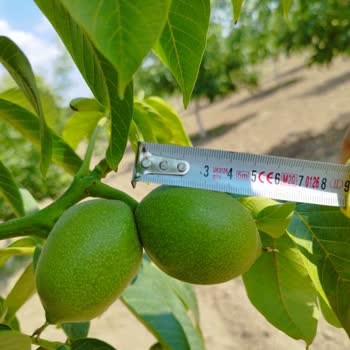 Emre Fidancılık Yanlış Ceviz Fidanı Gönderiyor