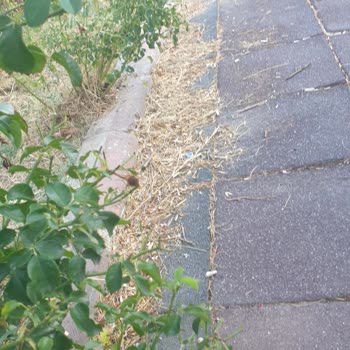 Kırıkkale Belediyesi Parklarda Bakım Sorunu