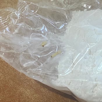 Sinangil Gıda Pirinç Ununda Kurt