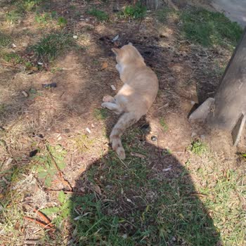 Tuzla Belediyesi Hasta Kedi Kimse Gelmedi