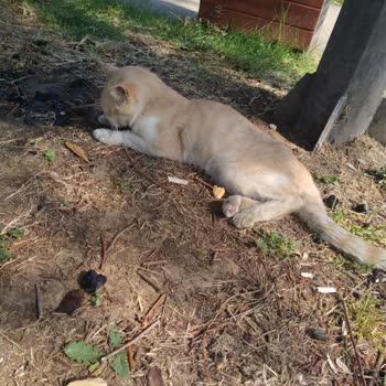 Tuzla Belediyesi Hasta Kedi Kimse Gelmedi