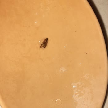 Mutlu Makarna Makarnadan Böcek Çıktı