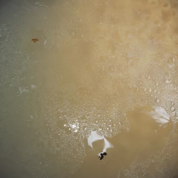 Mutlu Makarna Makarnadan Böcek Çıktı