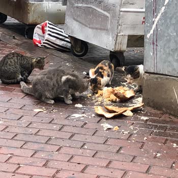 İzmit Belediyesinin Halkı Dikkate Almaması.