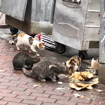 İzmit Belediyesinin Halkı Dikkate Almaması.