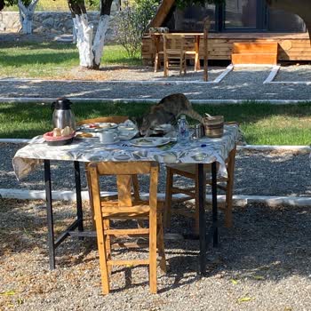 Limon Datça Personelin Kötü Davranışı