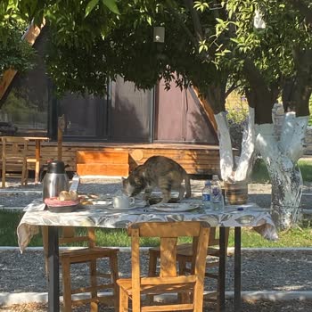 Limon Datça Personelin Kötü Davranışı