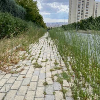 Avcılar Belediyesi Hizmet Sunmuyor Ispartakule Bölgesine