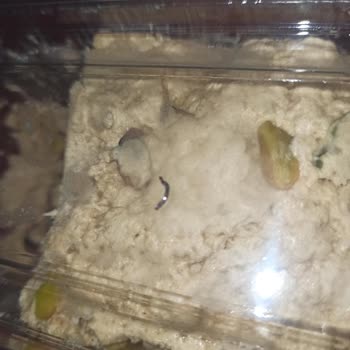 Migros'tan Aldığım M Fıstıklı Helvada Metal Parçası Çıktı