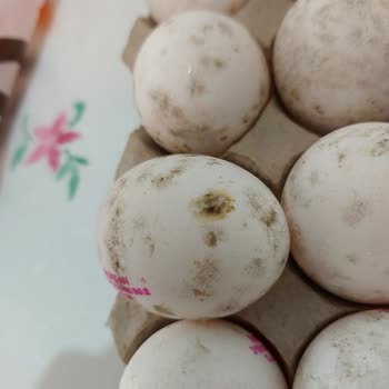 Migros Küflü Ve Bozuk Yumurta