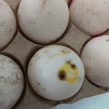 Migros Küflü Ve Bozuk Yumurta