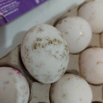 Migros Küflü Ve Bozuk Yumurta