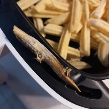 Feast Patateslerin İçinden Odun Parçası Çıktı