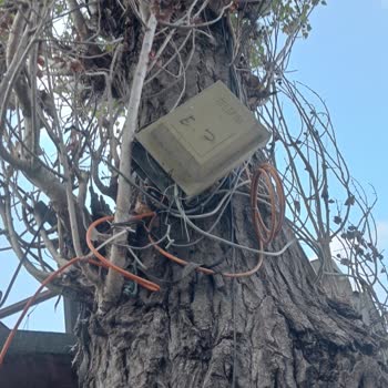 Türk Telekom Ankastre Kutusunu Ağaca Bağlamışlar