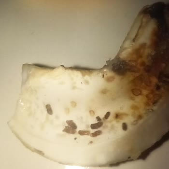 Çerezya Soslu Kajudan Çıkan Kurt Larvaları