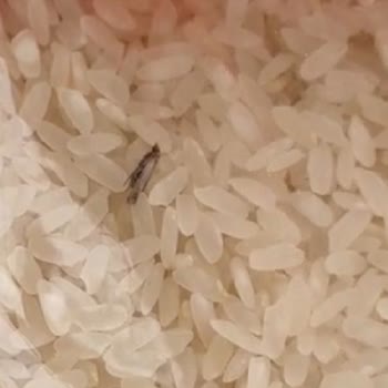 Tat Bakliyat Tat Markasının Pilavlık Pirincin İçinden Kurtlar Çıktı