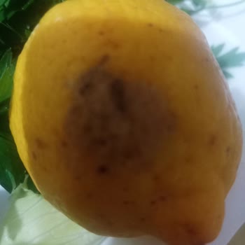 GetirYemek Gecikme Kalitesiz Ürün Çürümüş