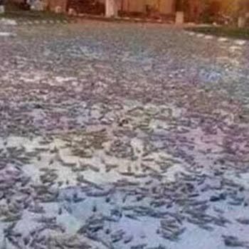 Gaziantep Büyükşehir Belediyesi Böcek İlaçlaması Yapın