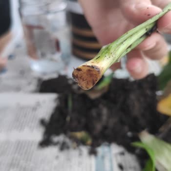 Çiçek Sepeti Köksüz Canlı Bitki Gönderimi