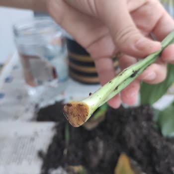 Çiçek Sepeti Köksüz Canlı Bitki Gönderimi