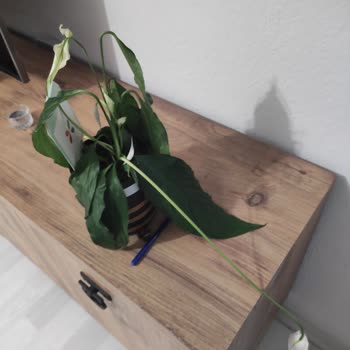 Çiçek Sepeti Köksüz Canlı Bitki Gönderimi