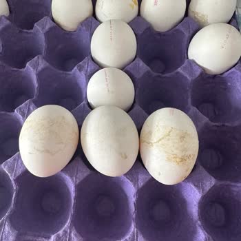 Şirin Çorum Yumurta Bozuk Olması