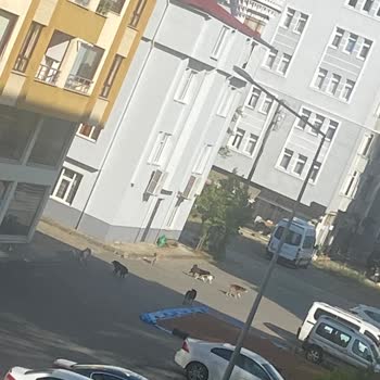 Beşikdüzü Belediyesi Sokak Köpekleri Saldırıyor