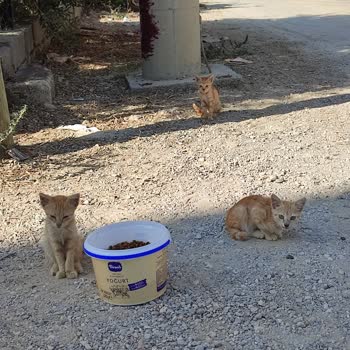 Antalya Büyükşehir Belediyesi Sokak Hayvanlarına Mama Yardımı