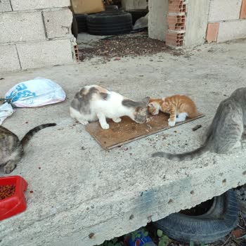 Antalya Büyükşehir Belediyesi Sokak Hayvanlarına Mama Yardımı