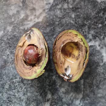 İncek Migros Çürük Ürün Gönderimi!